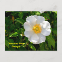 Cherokee Rose State flower of Georgia