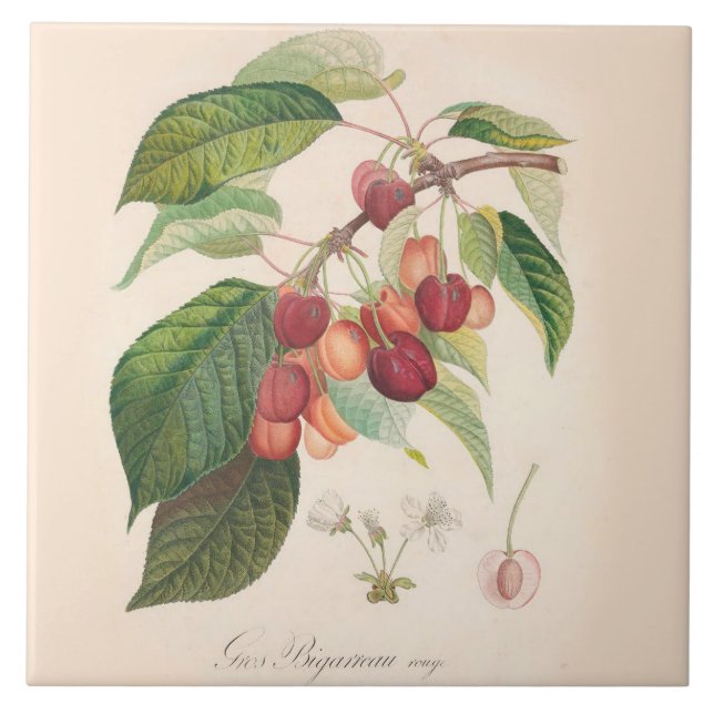 Cherries 6 X 6 inch Ceramic Tile Kitchen Decor (Front)