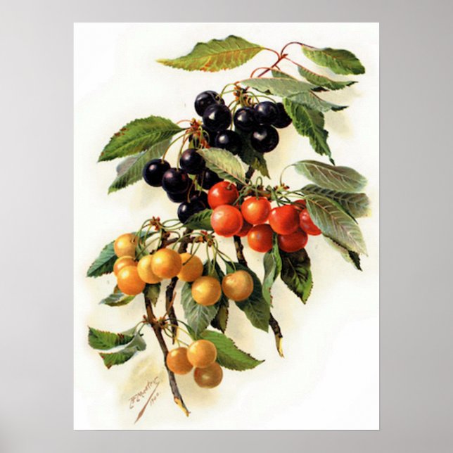 Cherries Botanical Print (Front)