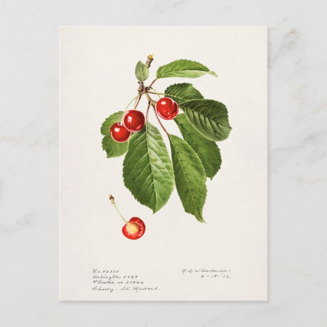 Cherries (Prunus Avium) Fruit Watercolor Painting Postcard (Front)