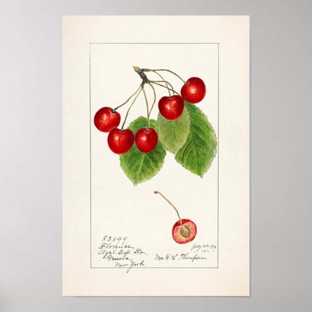 Cherries (Prunus Avium) Fruit Watercolor Painting Poster (Front)