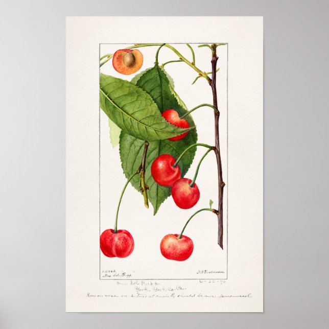 Cherries (Prunus Avium) Fruit Watercolor Painting Poster (Front)