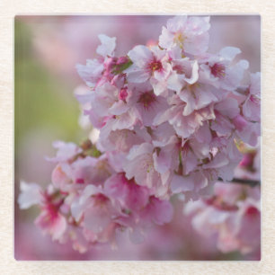 Cherry Blooms in March Glass Coaster