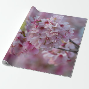 Cherry Blooms in March Wrapping Paper