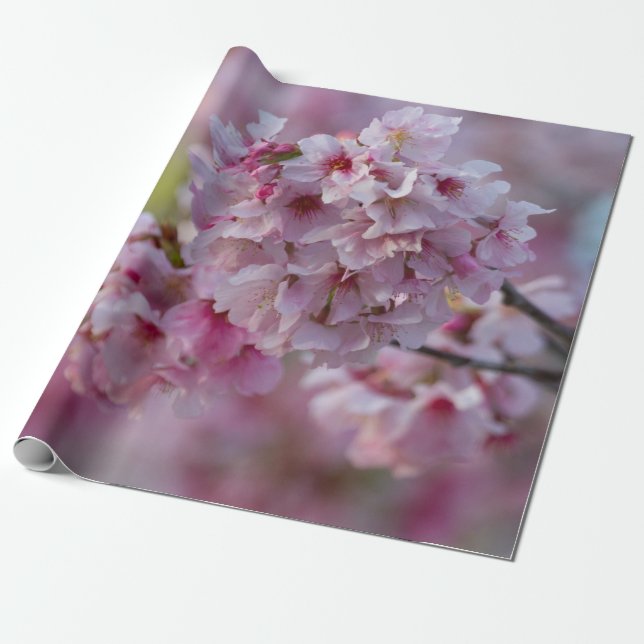 Cherry Blooms in March Wrapping Paper (Unrolled)