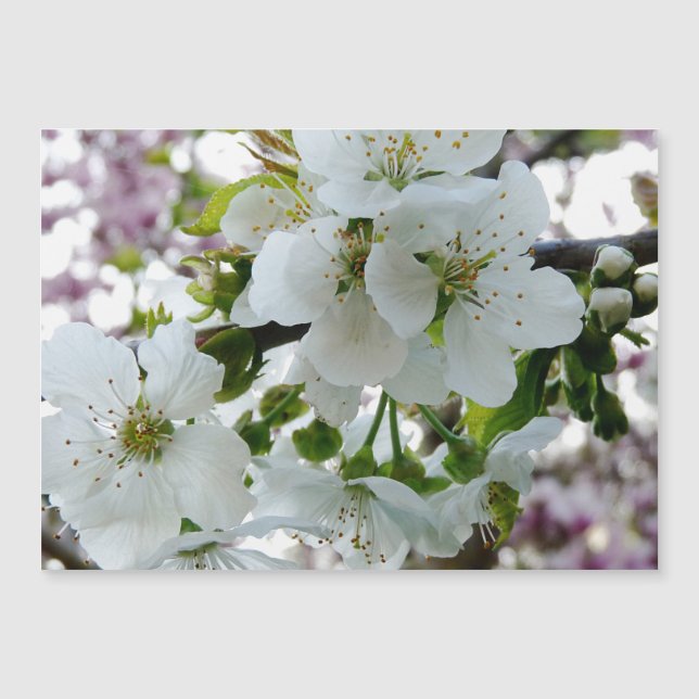 Cherry Blossom (Front)