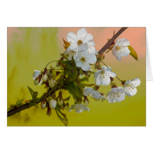 Cherry Blossom