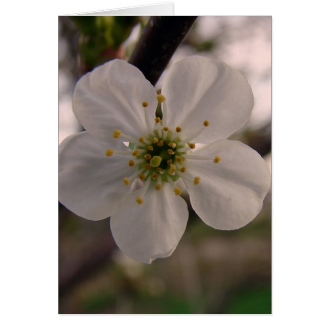 Cherry Blossom (Front)