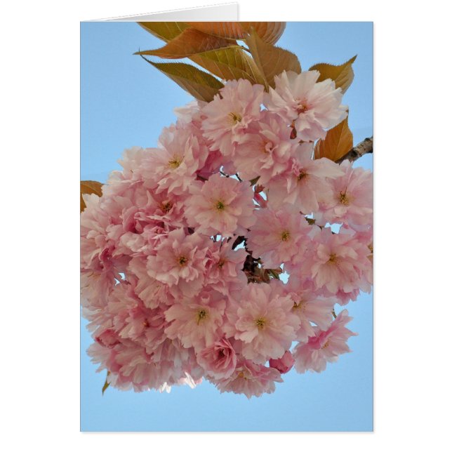 cherry blossom002 (Front)