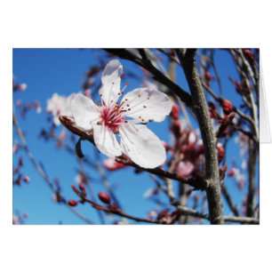 Cherry Blossom 2