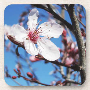 Cherry Blossom 2 Coaster