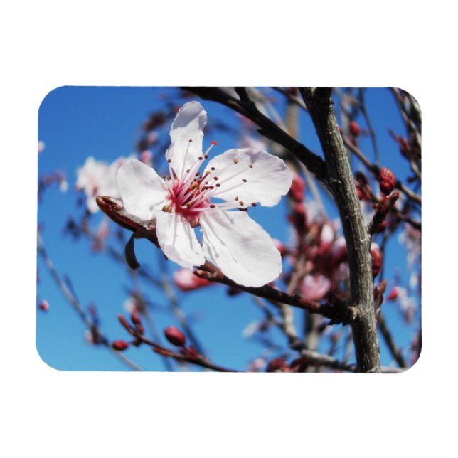 Cherry Blossom 2 Magnet (Horizontal)