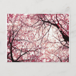 cherry blossom 2 postcard