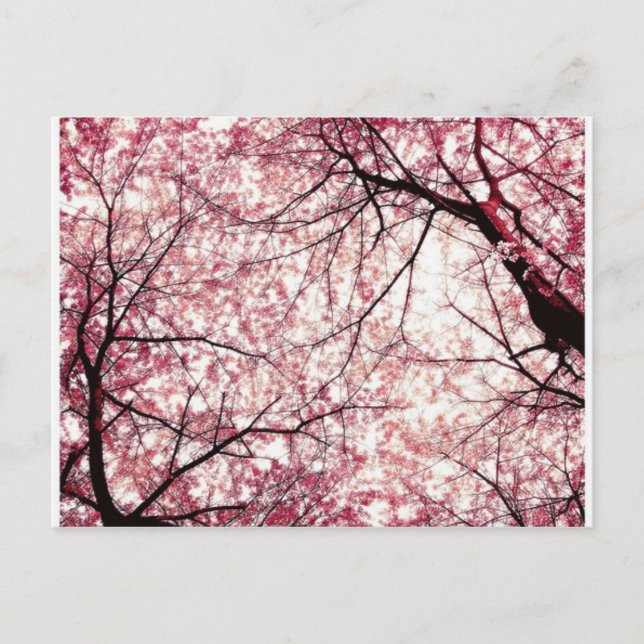 cherry blossom 2 postcard (Front)