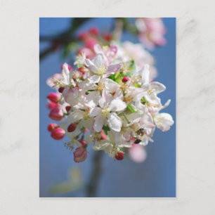 Cherry blossom and meaning postcard