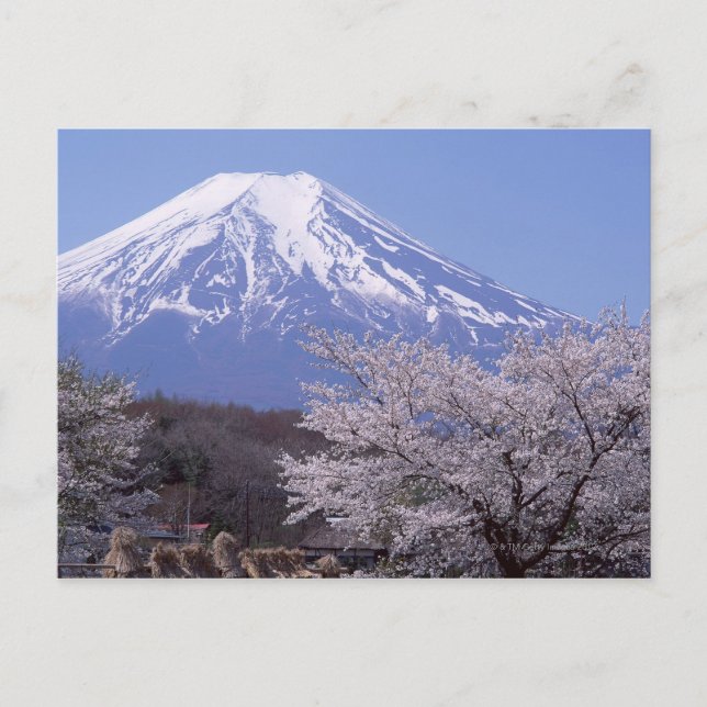 Cherry Blossom and Mt. Fuji Postcard (Front)