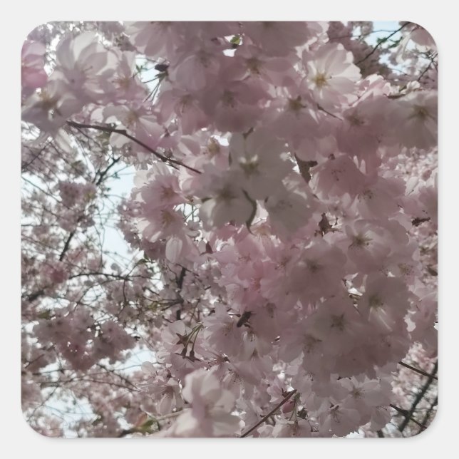 Cherry Blossom Bloom Square Sticker (Front)