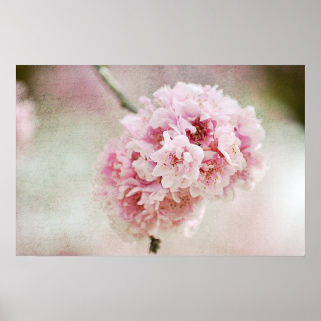 Cherry Blossom Botanical Poster (Front)