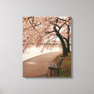Cherry Blossom Canvas Print