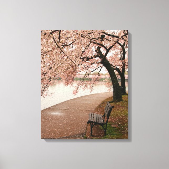 Cherry Blossom Canvas Print (Front)