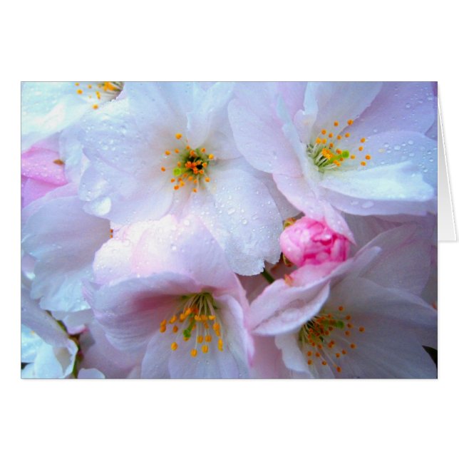 Cherry blossom - Card (Front Horizontal)