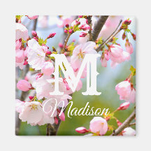 Cherry Blossom Close Up