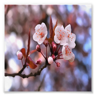 Cherry Blossom Cluster With A Pink and Blue Photo Print