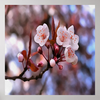 Cherry Blossom Cluster With A Pink and Blue  Poster