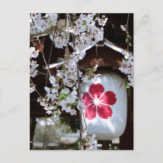Cherry Blossom Festival in Kyoto Postcard (Front)