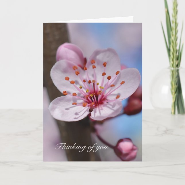 Cherry Blossom Flower Thinking of you Card (Front)