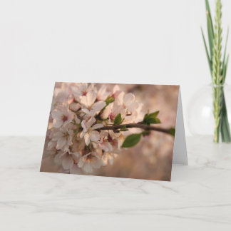 Cherry Blossom Greeting Card