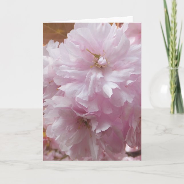 Cherry Blossom Greeting Card (Blank Inside) (Front)