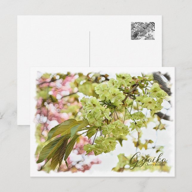 Cherry Blossom 'Gyoiko' Postcard (Front/Back)