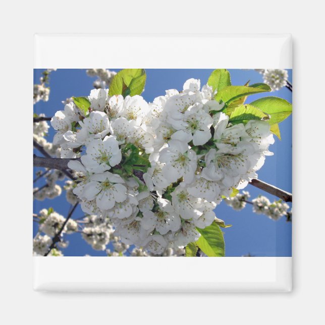 Cherry blossom heart magnet (Front)