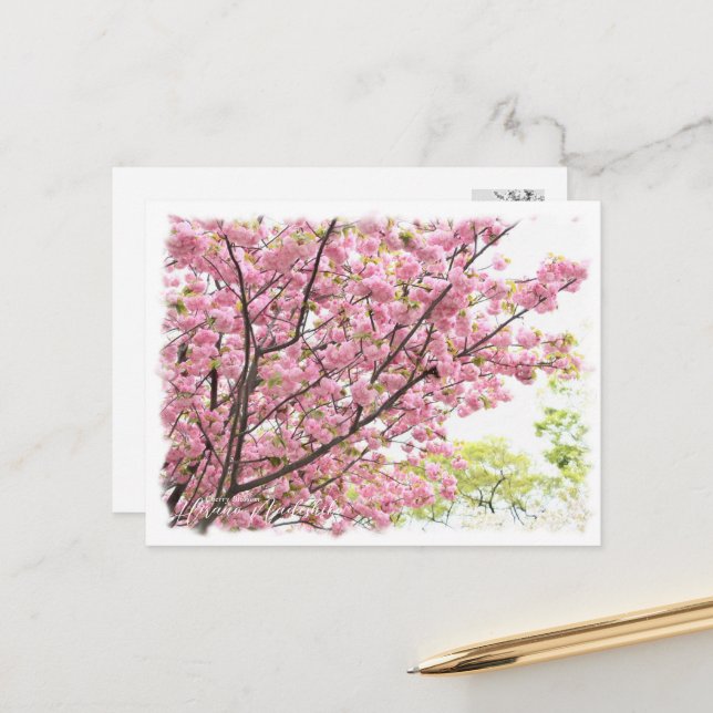 Cherry Blossom "Hirano-nadeshiko" Postcard (Front/Back In Situ)