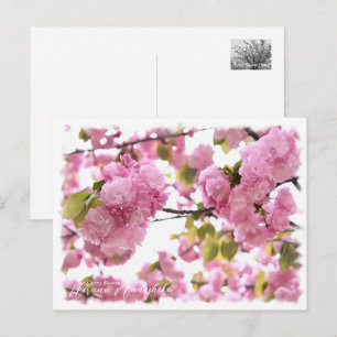 Cherry Blossom "Hirano-nadeshiko" Postcard