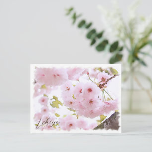 Cherry Blossom "Ichiyo" Postcard