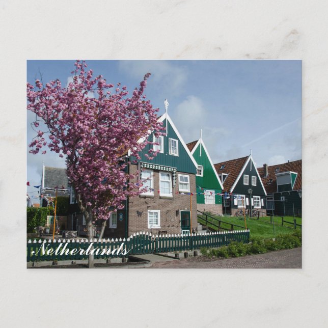 Cherry blossom in Marken, Netherlands Postcard (Front)