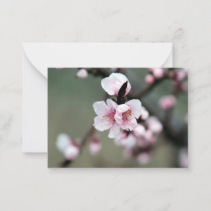 Cherry Blossom in Spring Card
