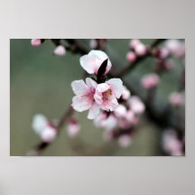 Cherry Blossom in Spring