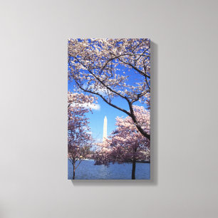 Cherry blossom in Washington DC Canvas Print