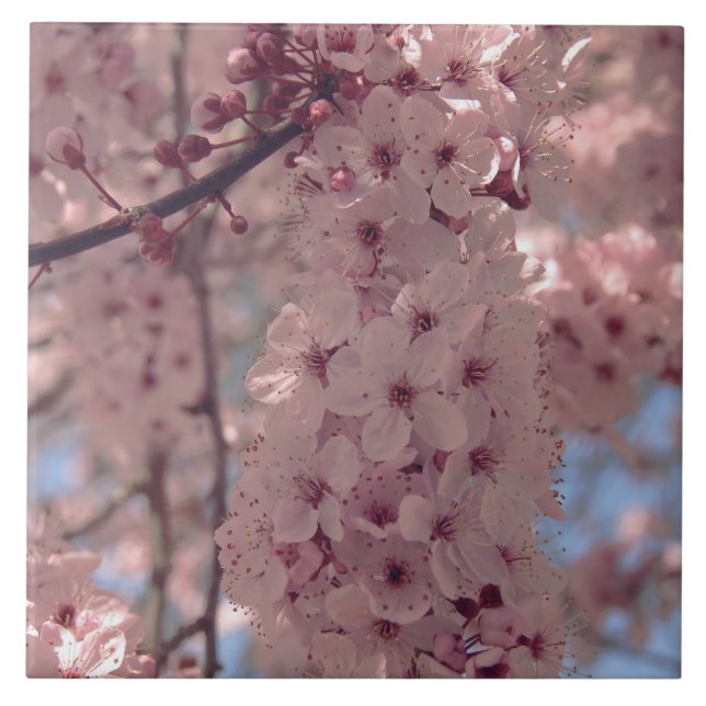 Cherry blossom Japan floral pink pretty unique Tile (Front)