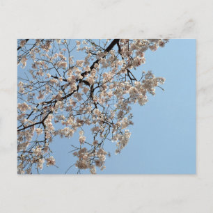 Cherry Blossom: Japan Postcard
