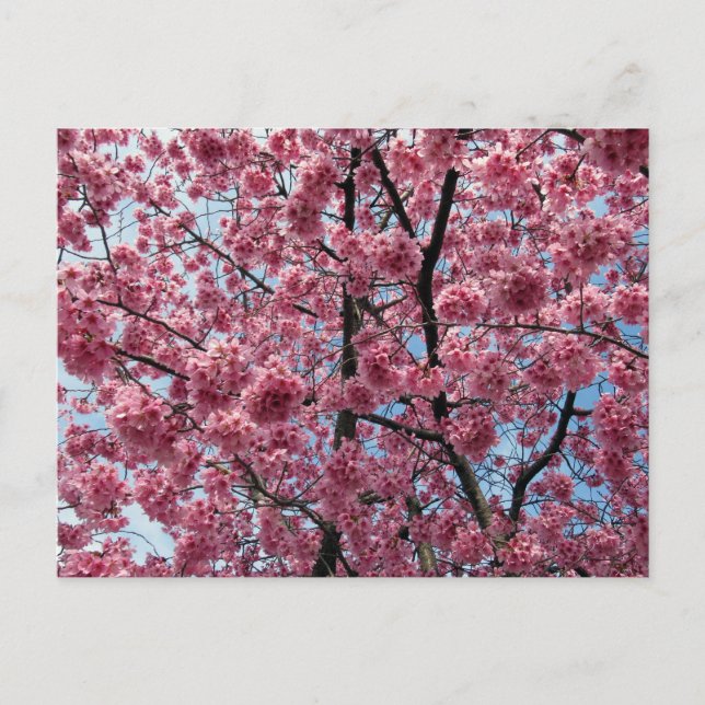 Cherry Blossom: Japan Postcard (Front)