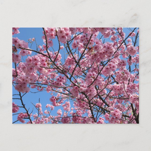 Cherry Blossom: Japan Postcard (Front)