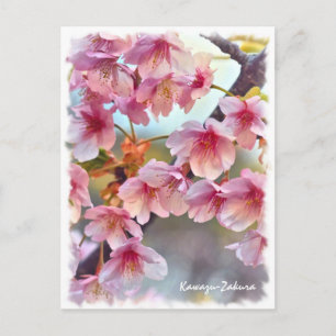 Cherry blossom: Kawazu-Zakura Postcard