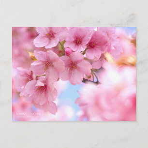Cherry Blossom "Kawazu-zakura":Postcard Postcard