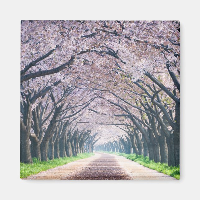 Cherry Blossom Lane Magnet (Front)