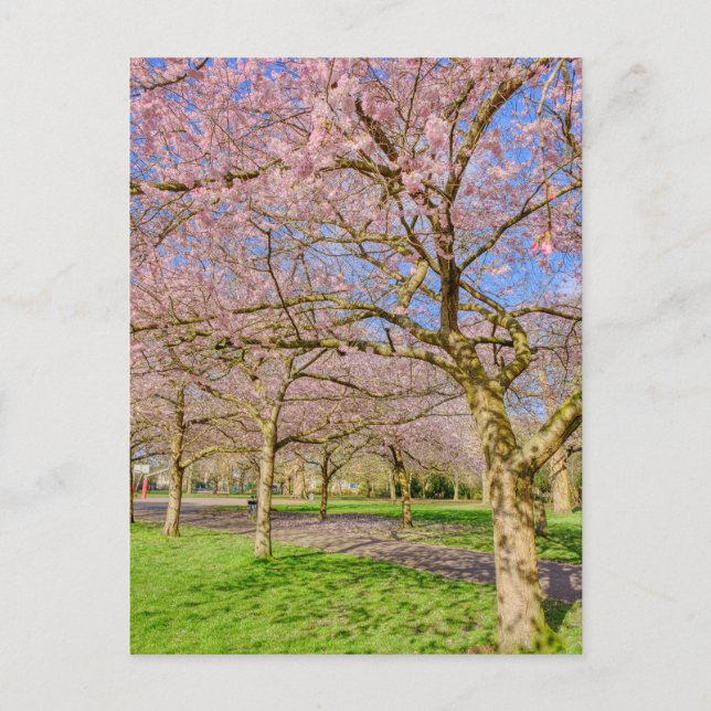 Cherry Blossom London UK Postcard (Front)