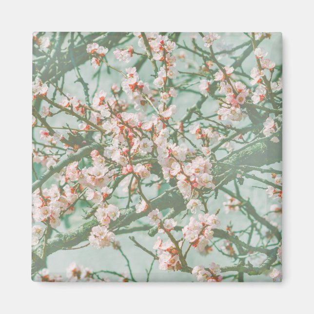 Cherry blossom magnet (Front)